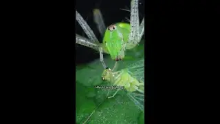 Spiders vs Bugs 🕷️ | Understanding the Difference #Spiders #Arachnids #Insects
