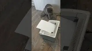 РЕАКЦИЯ КОТА НА ПРИНТЕР!!!