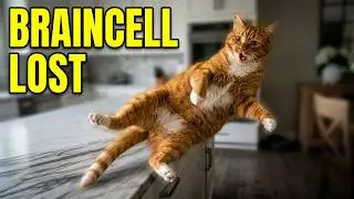 Cats That Might Have Lost Their Braincells