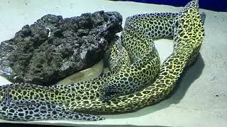मछली की ये प्रजाति आपने सायद ही देखी होगी Electric fish/ unique fish 🐠/ nature’s Gift Part 01