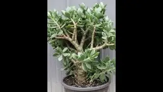 HOW TO MAINTAIN JADE PLANT ICool