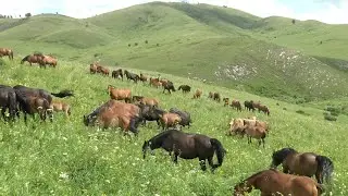 Two herds of horses walk peacefully next to each other