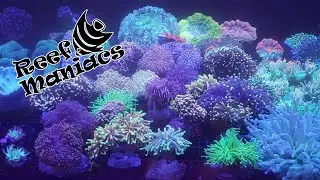 Indo Corals the Next Day After Unboxing