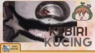 APA ITU STERIL KUCING? ADAKAH MANFAATNYA?