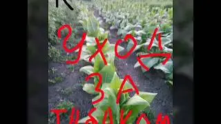 Уход за табаком