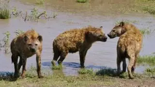 удивительные размножения животных