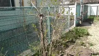Забор из профлиста.