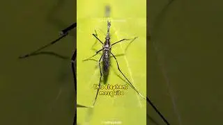 The Elephant Mosquito: The Biggest Mosquito in the World