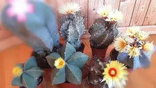 Бум цветения астрофитумов