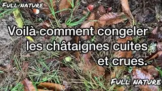 Châtaignes.  Voilà comment congeler les châtaignes cuites et crues.