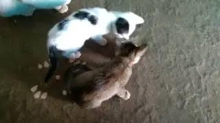 cute cat drinking milk small bowl. one after another . #catlover #petcat #cutkitten #catfeeding