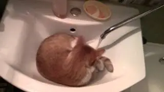 VID20130203_065528