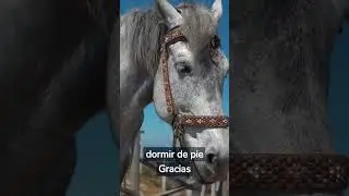 ¿SABÍAS que los CABALLOS pueden DORMIR de PIE? #shorts #short #horse