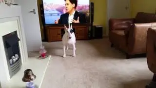 English bull terrier morning mad run