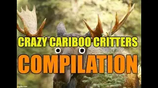 Insane Animals and Crazy Critters of the Cariboo Compilation!!