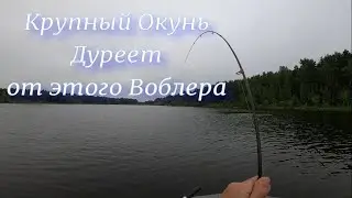 Крупный Окунь Дуреет при виде этого Воблера
