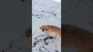 Even the dog loves fishing