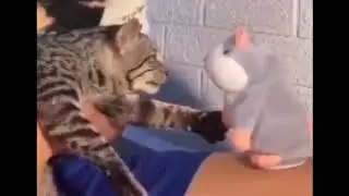 Накачка перед боем, потом на улицу😼😹😹| #Shorts приколы #ржака #лучшиеприколы #приколысживотными