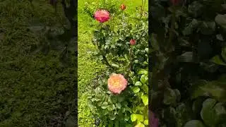Парк РОЗ в Риме 🌟Park der Rosen in Rom 🌟
