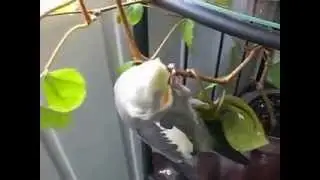 Домашний фонтан и попугай, тоже домашний))).AVI