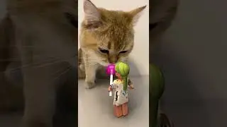 Don´t trust Cats
