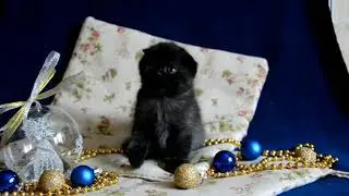 Вислоухая чёрная кошка (скоттиш фолд). Остается в питомнике. Питомник Мелоди Соул г. Казань