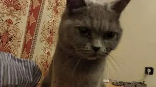 Кошачиха