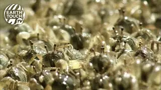 Sand bubbler crabs emerge in their thousands