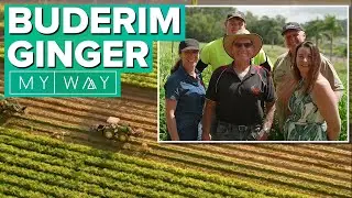 Buderim Ginger | My Way