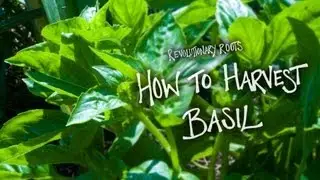 How to Harvest Basil - Farming/Gardening Lesson - Revolutionary Roots