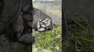 🐟УЛОВ НА ФИДЕР ОСЕНЬЮ. ЛЕЩ НА РЕКЕ. 