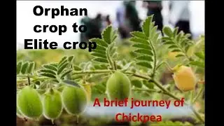 Journey of Chickpea- From orphan to elite crop