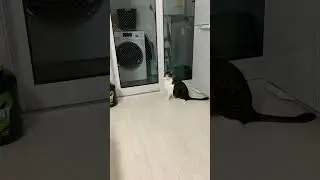 트릿 위치를 꿰뚫고 있는 고양이 (220203) [동무티브이]