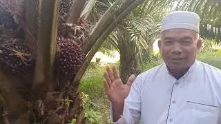 DAHSYAAAT, ECO FARMING buat BUAT TAMBAH BERAT, dan TAMBAH BANYAK TANDANANNYA ,