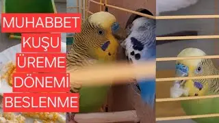 Budgie Nutrition - Incubation Period - #budgie #parrot #elevenlabs