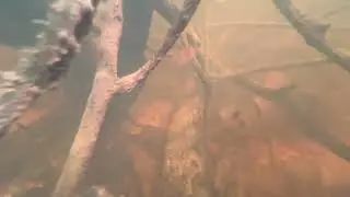 Big Fish in the Logs
