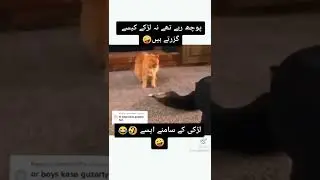 funny cats meaum funny videos 
