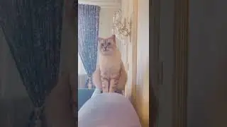 В квартире назревает международный конфликт.
