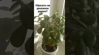 Денежное дерево - прищипка. #денежноедерево #толстянка #крассула #shorts