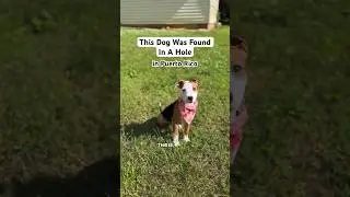 Crazy puppy rescue story! #adoptdontshop #dogrescue #thedodo #dogadoption #storytime