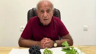 Ashot Ashotyan - Խաղողաբուժություն, քեֆ-ուրախություն