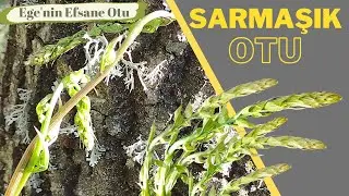 Edible Wild Herbs / Ivy Grass / Inula / Cancer-defeating Grass