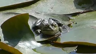 Der Frosch