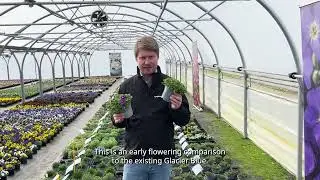 New Aubrieta Glacier Violet - English