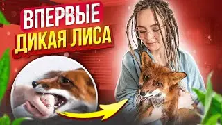 ВПЕРВЫЕ - МЕНЯ УКУСИЛА ЛИСА 😲