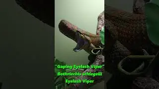 The Sinister Beauty of Eyelash Vipers
