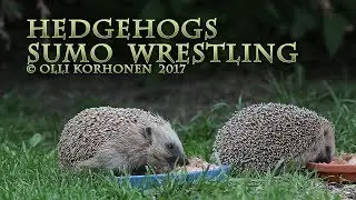 Hedgehogs Sumo Wrestling Over Food - Hérissons Luttent Pour Avoir à Manger