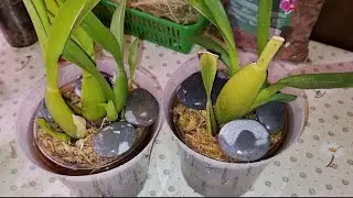 how I PLANTED CAMBRIA DIVISIONS | Miltassia Shelob Tolkien | Beallara Marfitch 