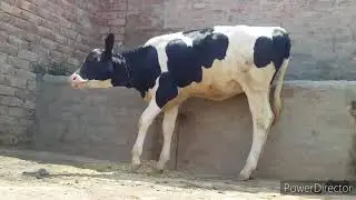 Cow Calf Moo Sound