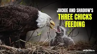 Jackie & Shadow’s Chicks Enjoy Breakfast! Must-See!